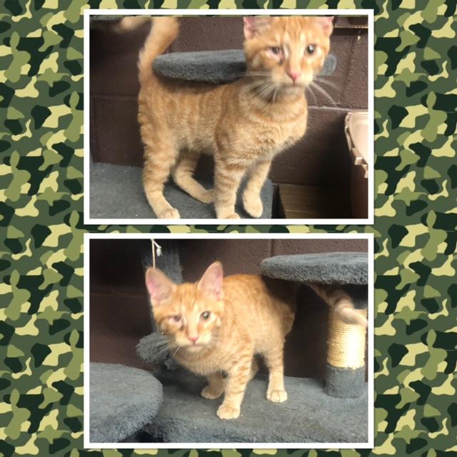 DALLAS, Adoptable, Kitten Male Domestic Short Hair.