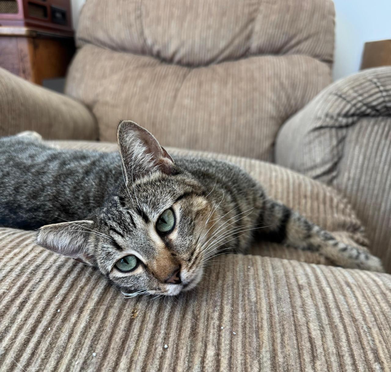 Sabrina, ADOPTABLE, Adult Female Domestic Short Hair.