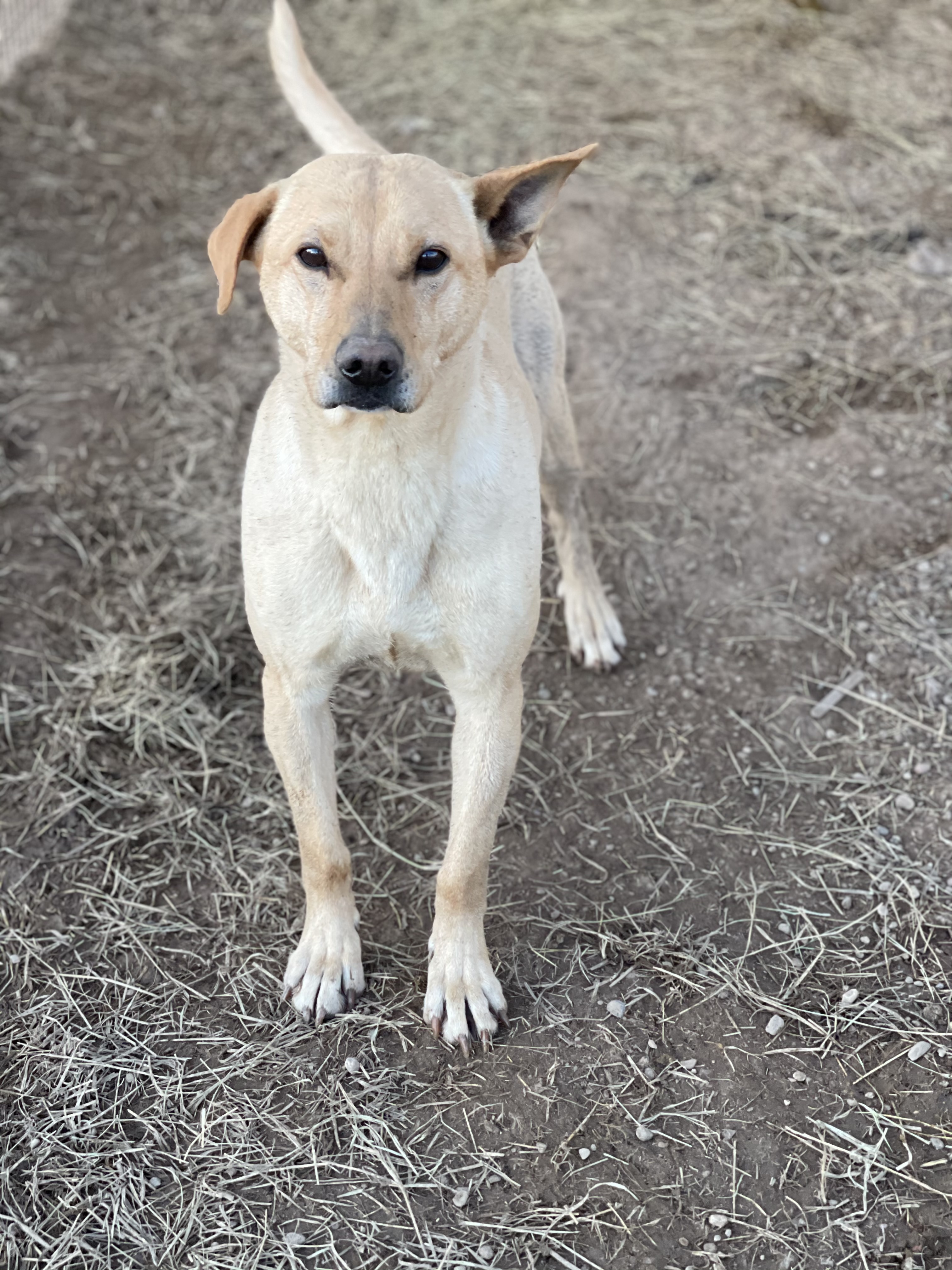 Enlarge Wren, a Adoptable mixed breed in Lubbock, TX image 1/4