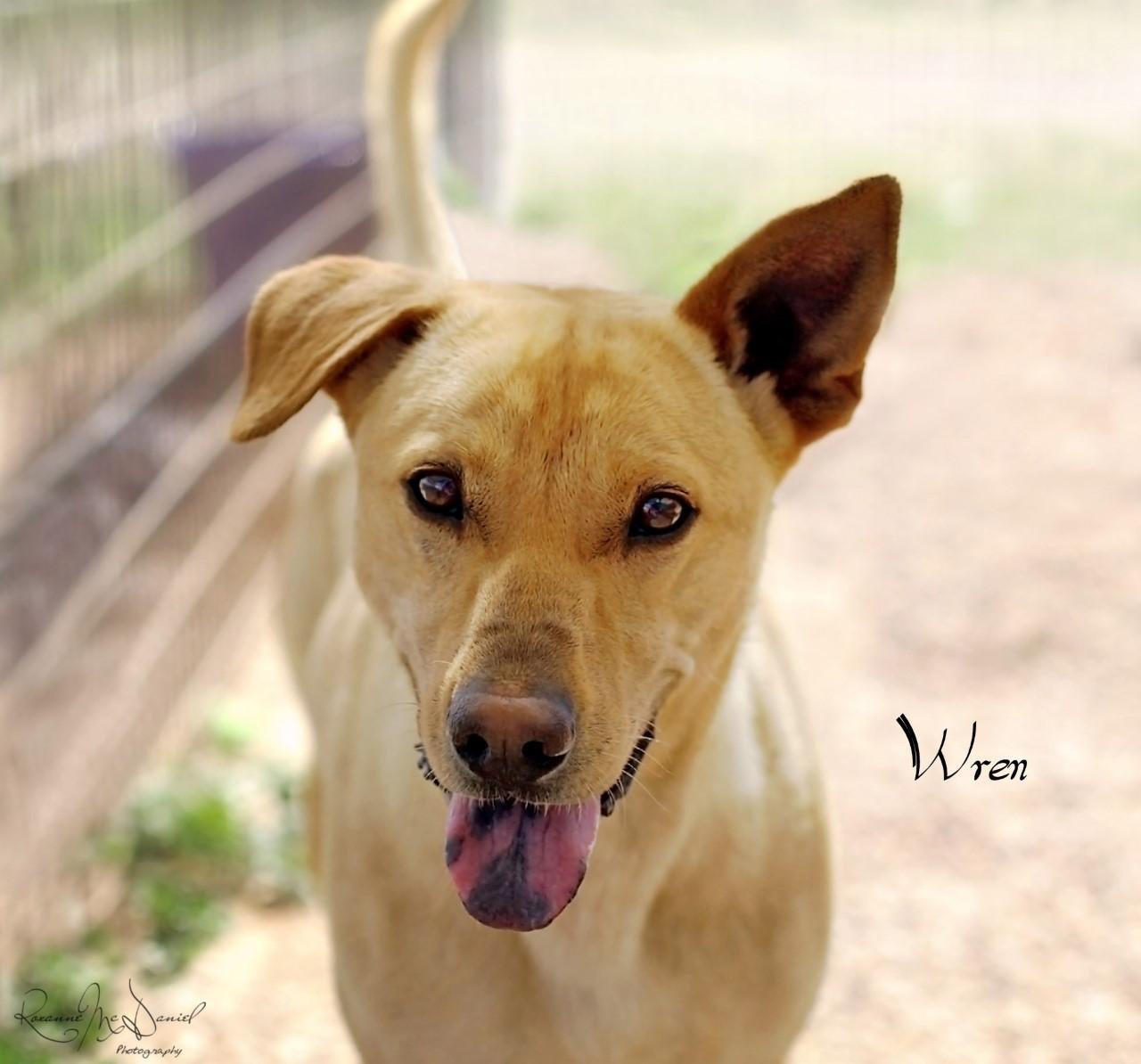 Enlarge Wren, a Adoptable mixed breed in Lubbock, TX image 2/4