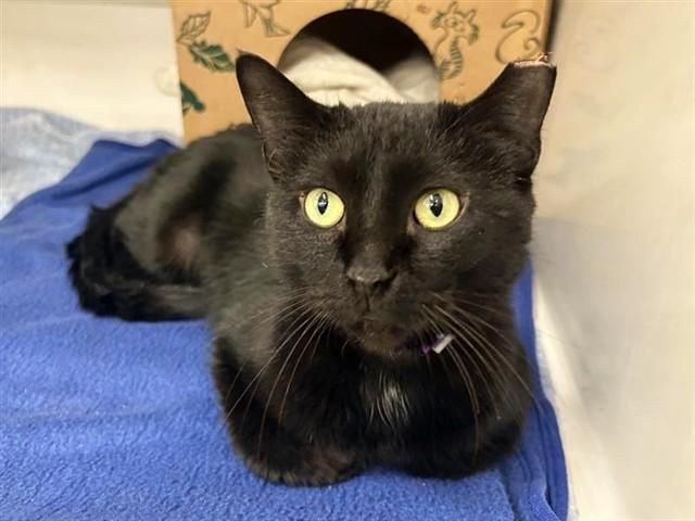 SOOT, Adoptable, Young Female Domestic Short Hair.