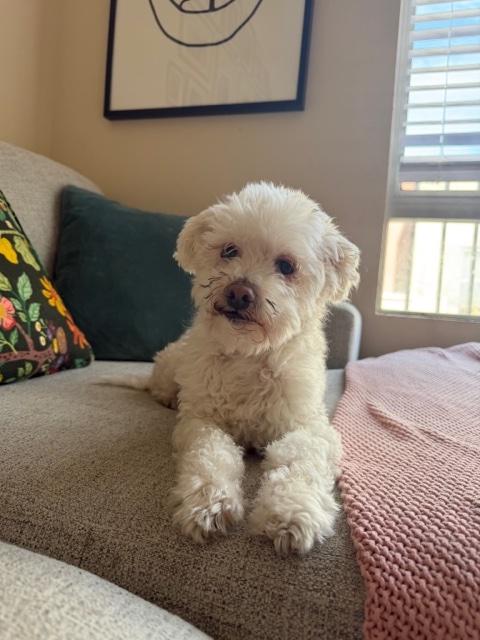 Bodie, ADOPTABLE, Senior Male Maltipoo.