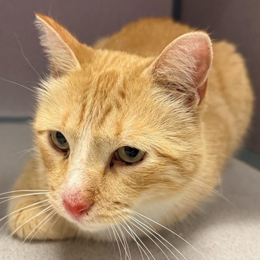 Enlarge Rikki, a ADOPTABLE Domestic Short Hair in Cedar Rapids, IA image 1/1