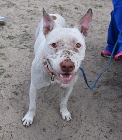 Enlarge Jasmine, a ADOPTABLE mixed breed in Inverness, FL image 2/2