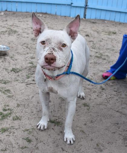Enlarge Jasmine, a ADOPTABLE mixed breed in Inverness, FL image 1/2