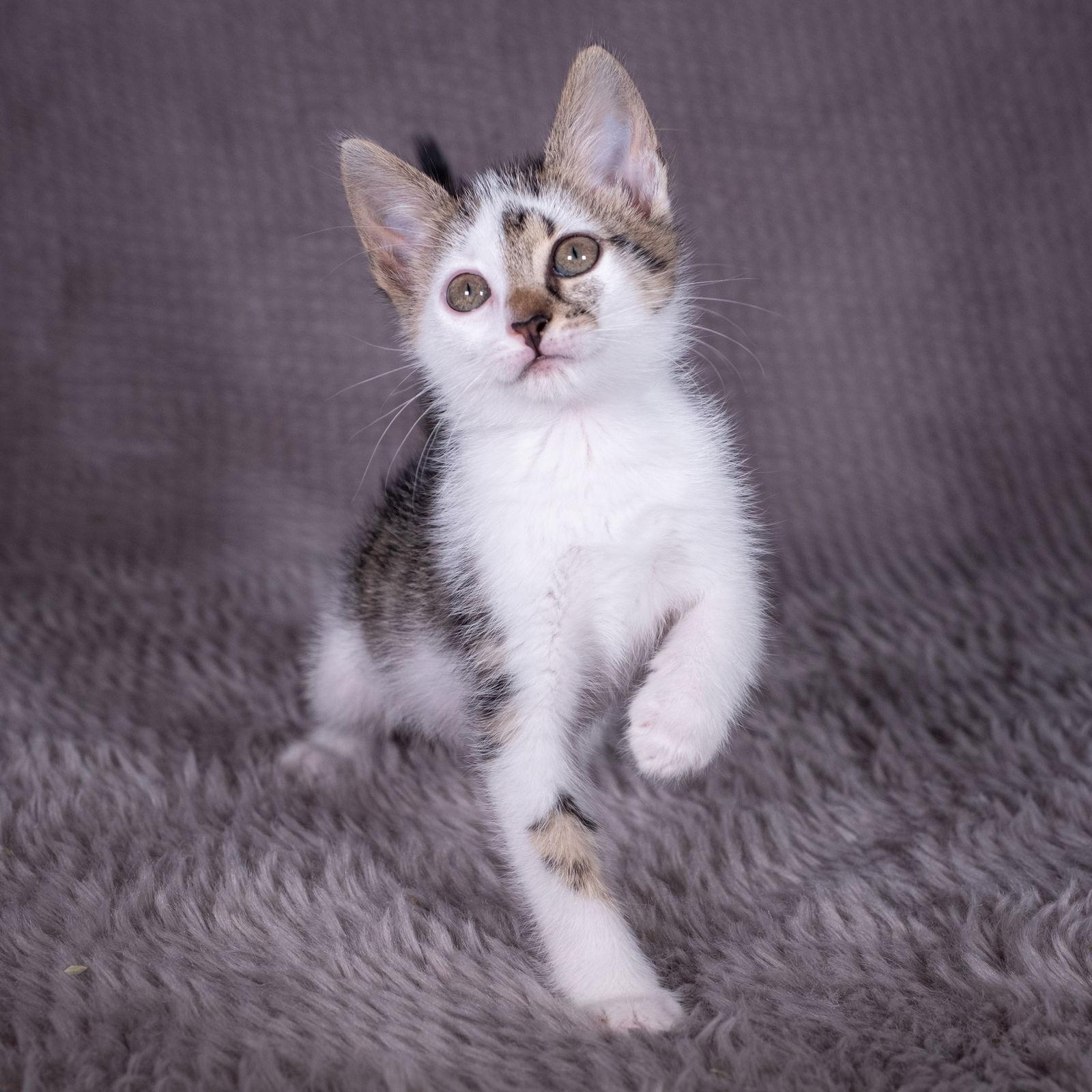 Finn - Andrea foster, Adoptable, Kitten Female Domestic Short Hair.