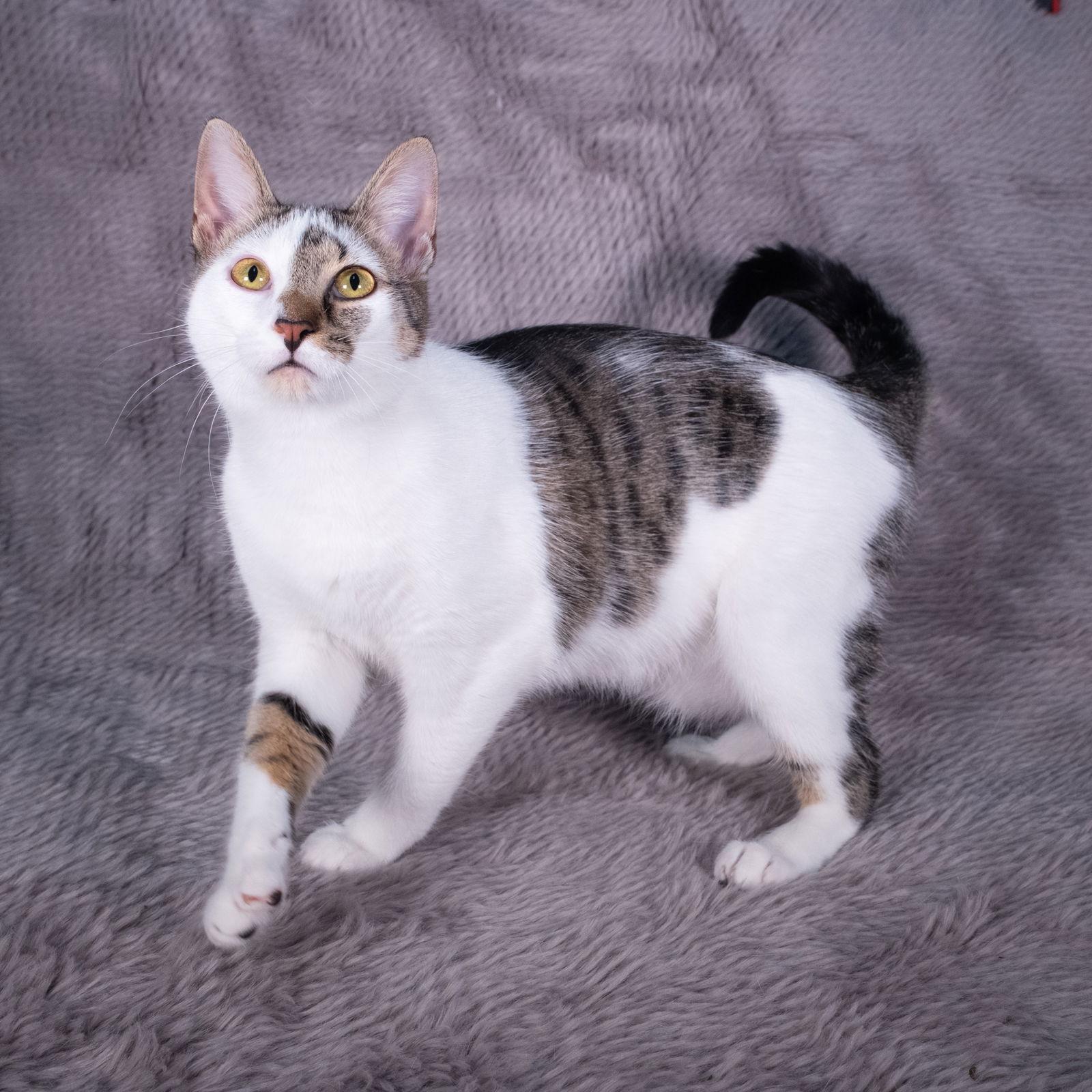 Enlarge Finn - Andrea foster, a Adoptable Domestic Short Hair in Social Circle, GA image 2/3