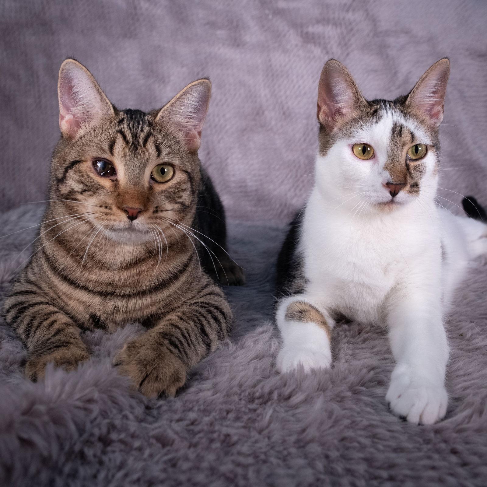 Enlarge Finn - Andrea foster, a Adoptable Domestic Short Hair in Social Circle, GA image 3/3