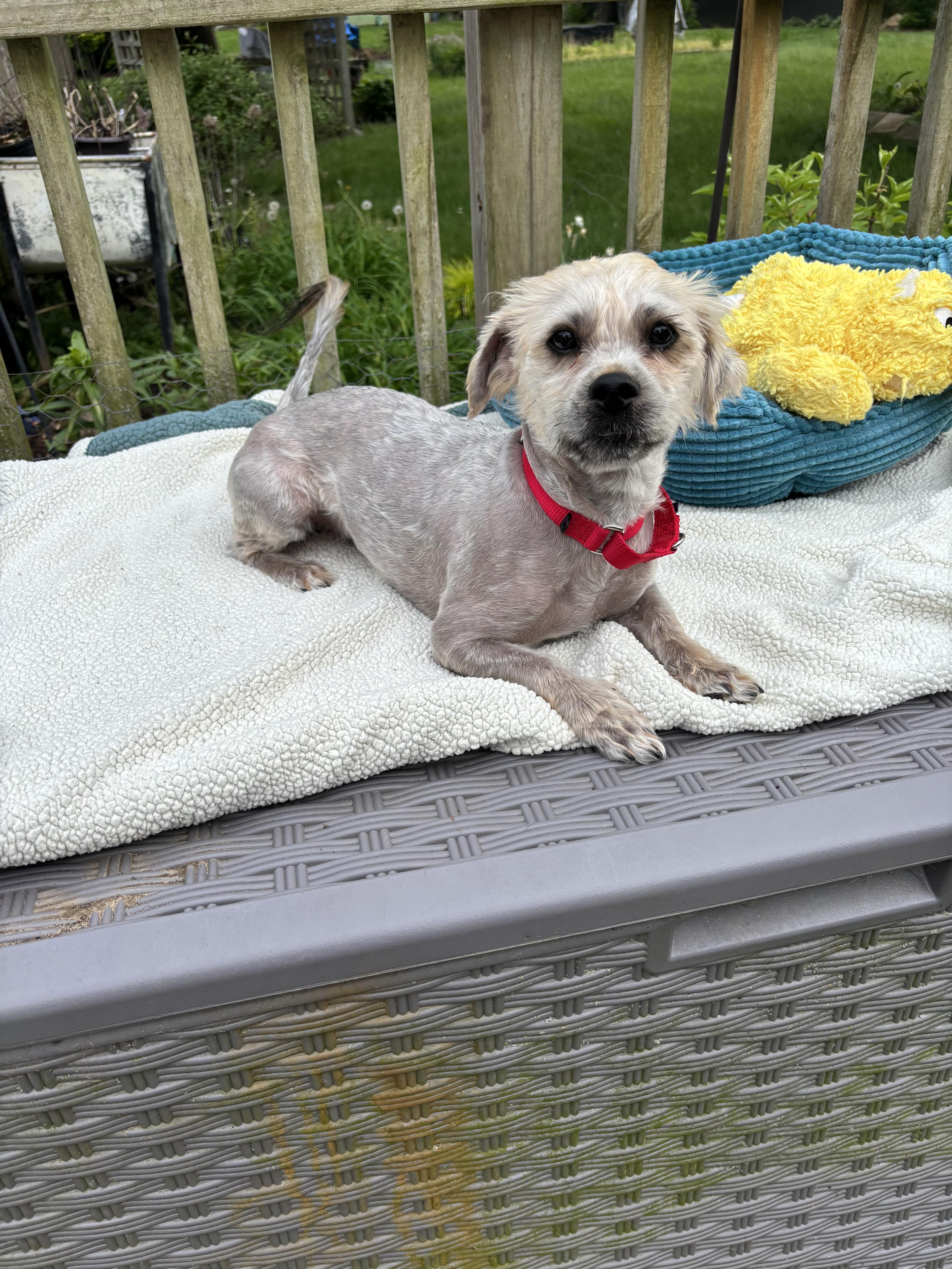 Scruffy, an adopted mixed breed in White Lake, MI image 3/5
