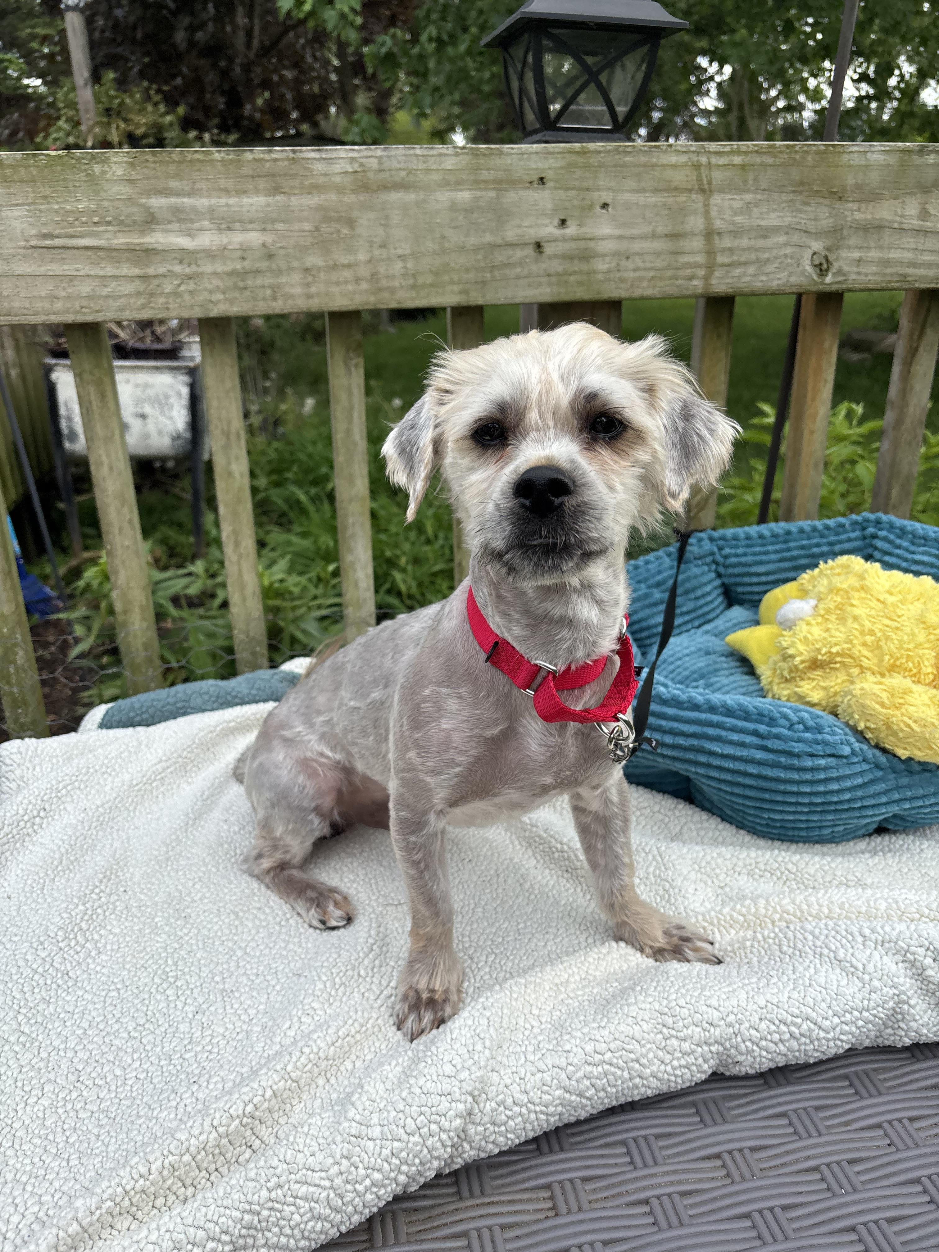 Scruffy, an adopted mixed breed in White Lake, MI image 2/5
