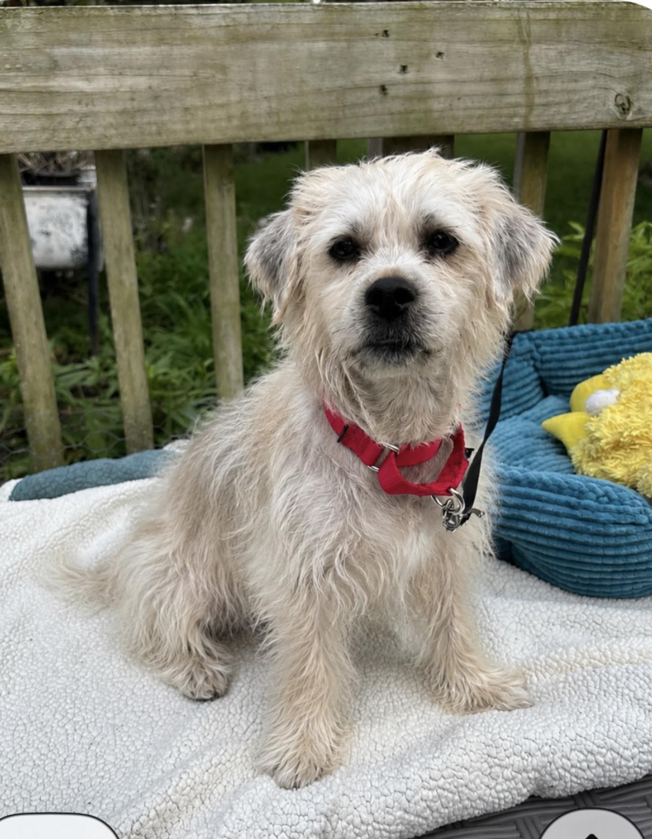 Scruffy, an adopted mixed breed in White Lake, MI image 1/5
