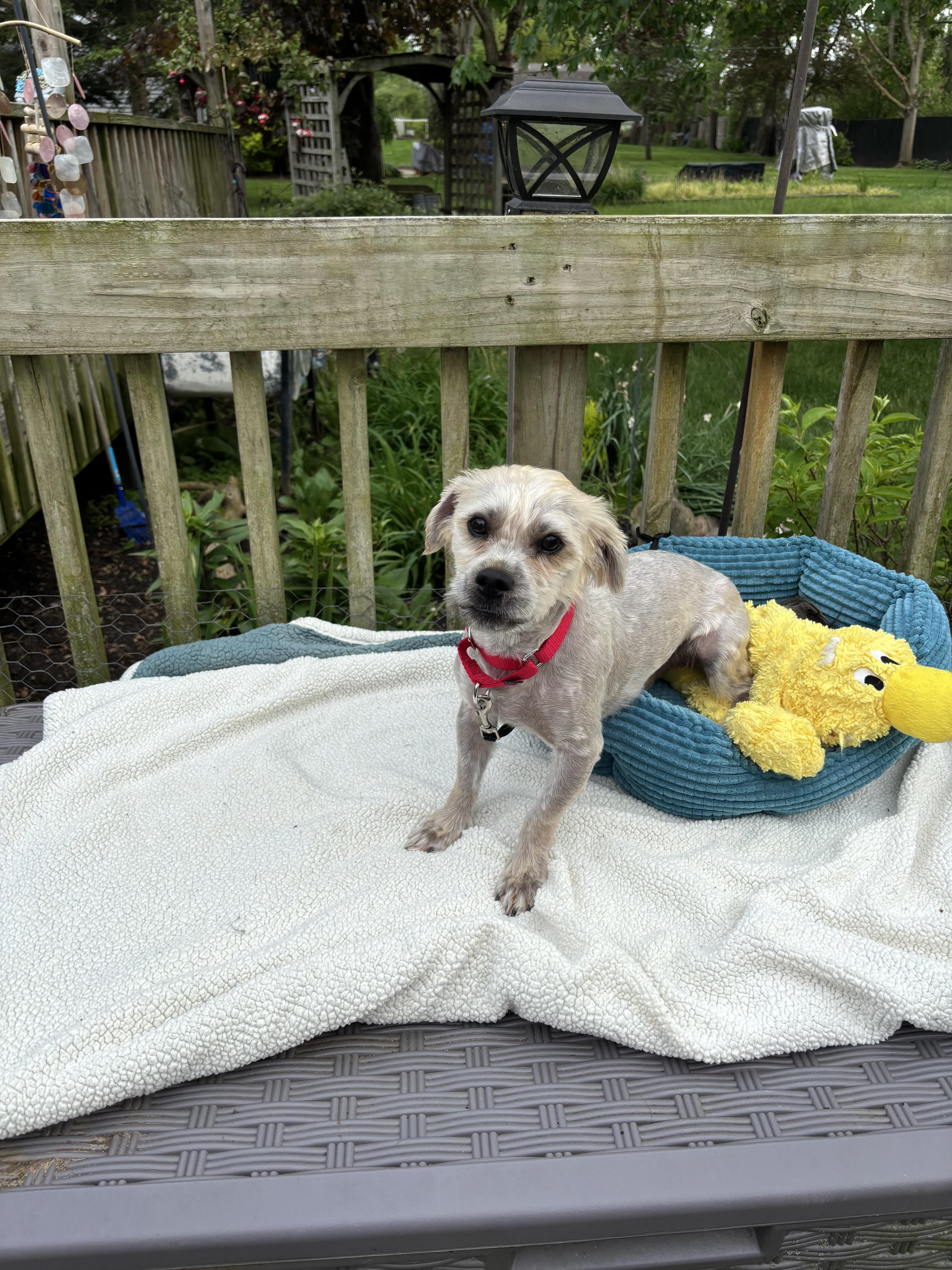 Scruffy, an adopted mixed breed in White Lake, MI image 4/5