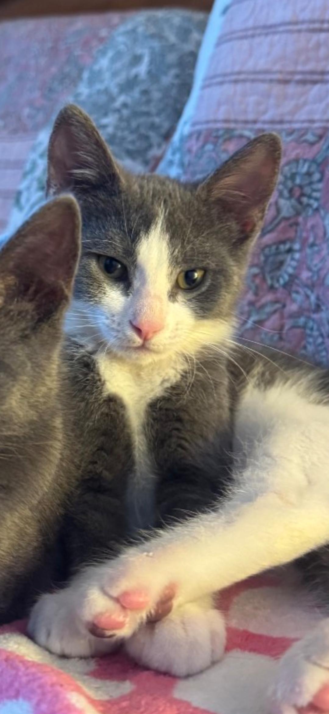 Sawyer, Adoptable, Kitten Male Domestic Short Hair.