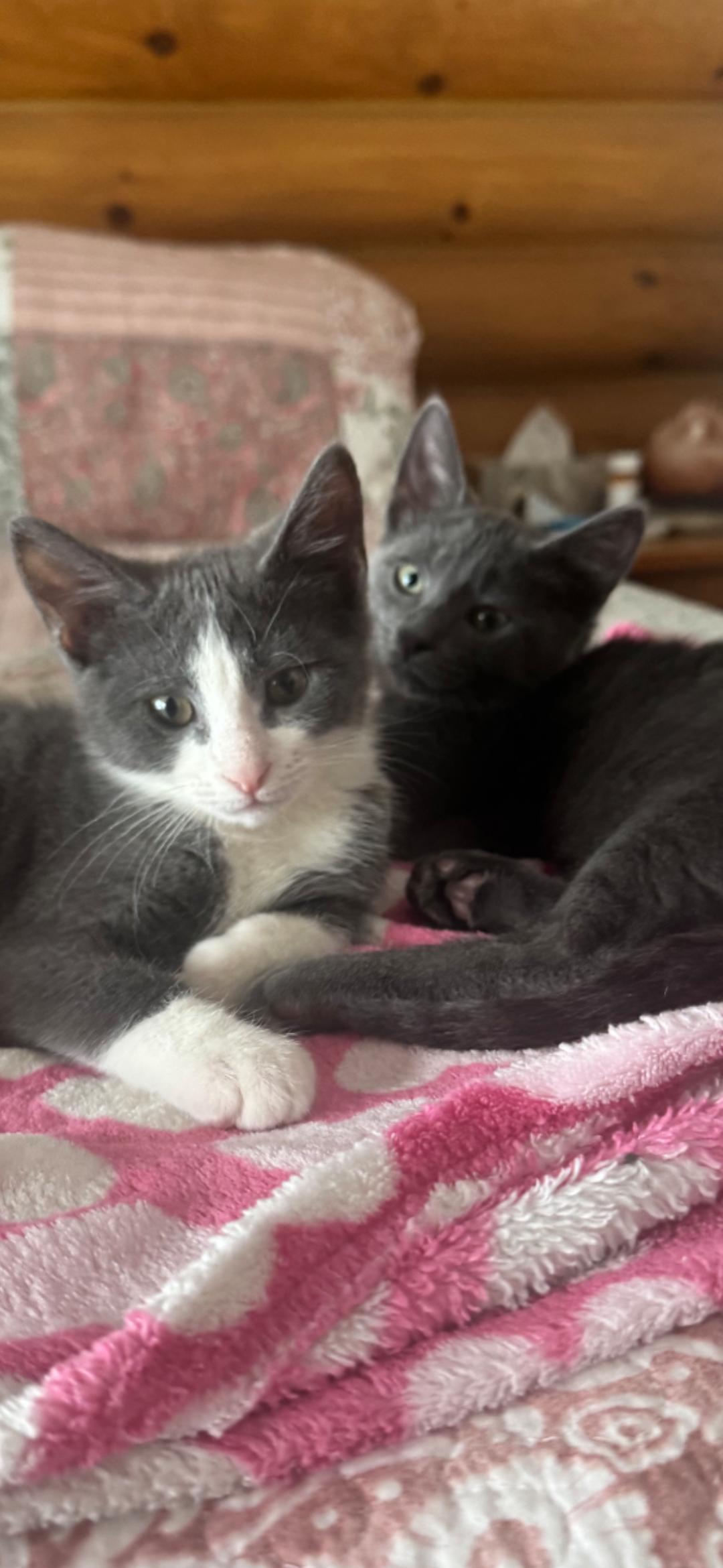 Sawyer, an adopted Domestic Short Hair in Medford, WI image 2/2