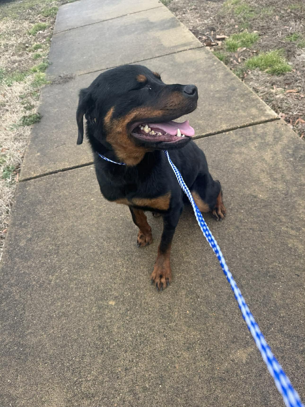 Enlarge Lenny, a Adoptable Rottweiler in Hillsboro, NH image 2/3