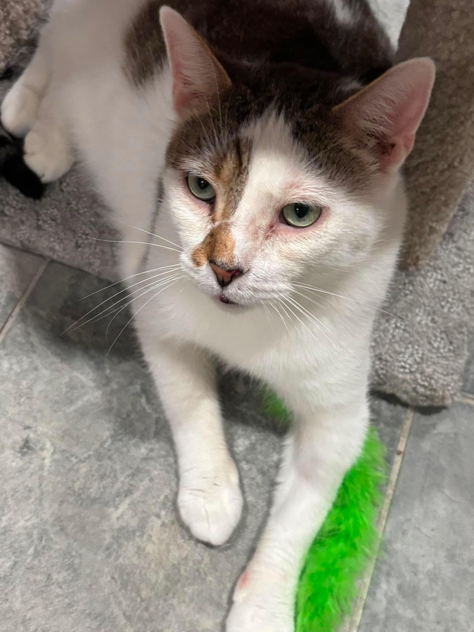 Enlarge Hamm, a Adoptable Domestic Short Hair in North Huntingdon, PA image 2/3