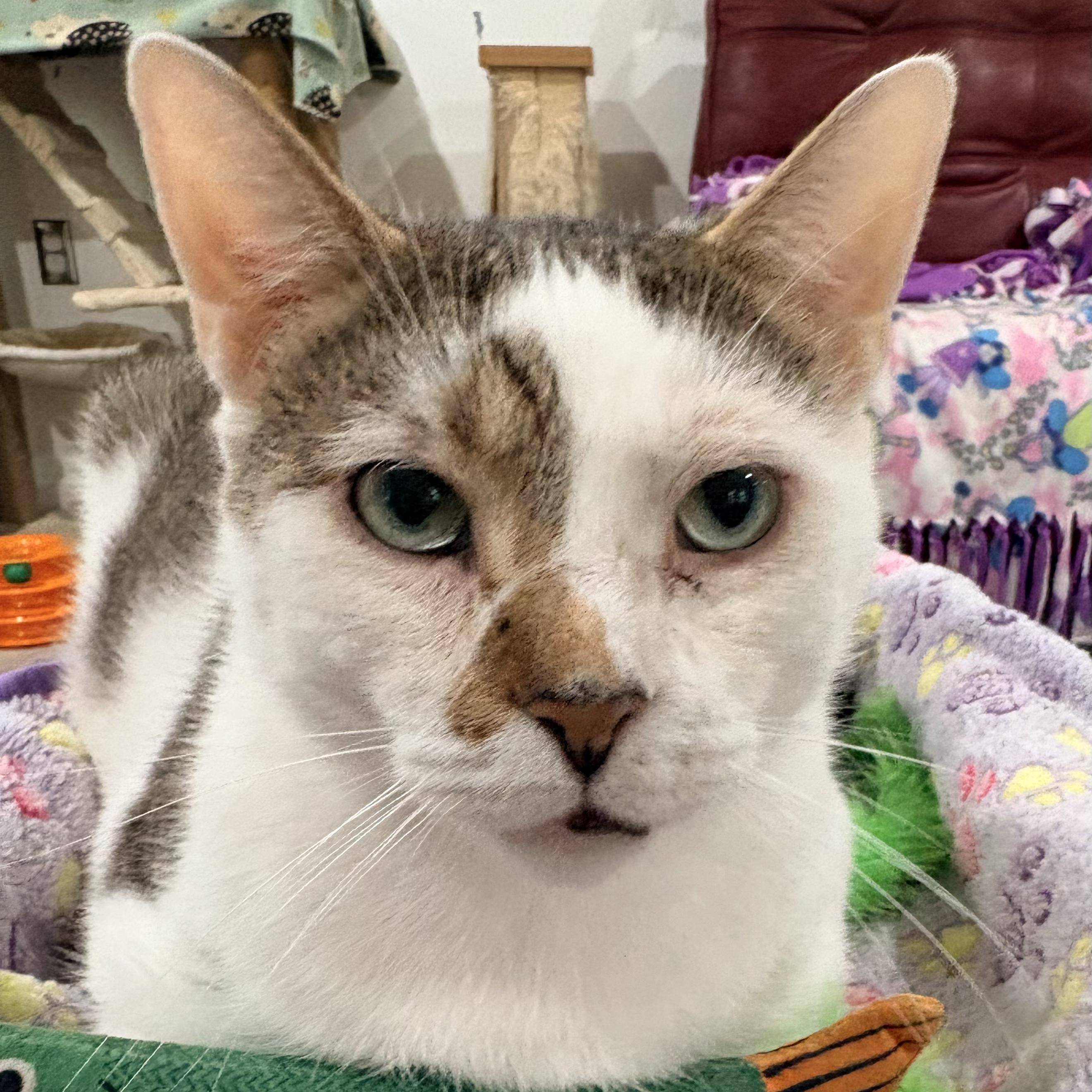 Hamm, Adoptable, Adult Male Domestic Short Hair.
