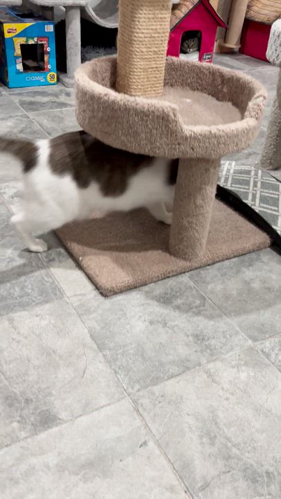 Enlarge Hamm, a Adoptable Domestic Short Hair in North Huntingdon, PA video 3/3