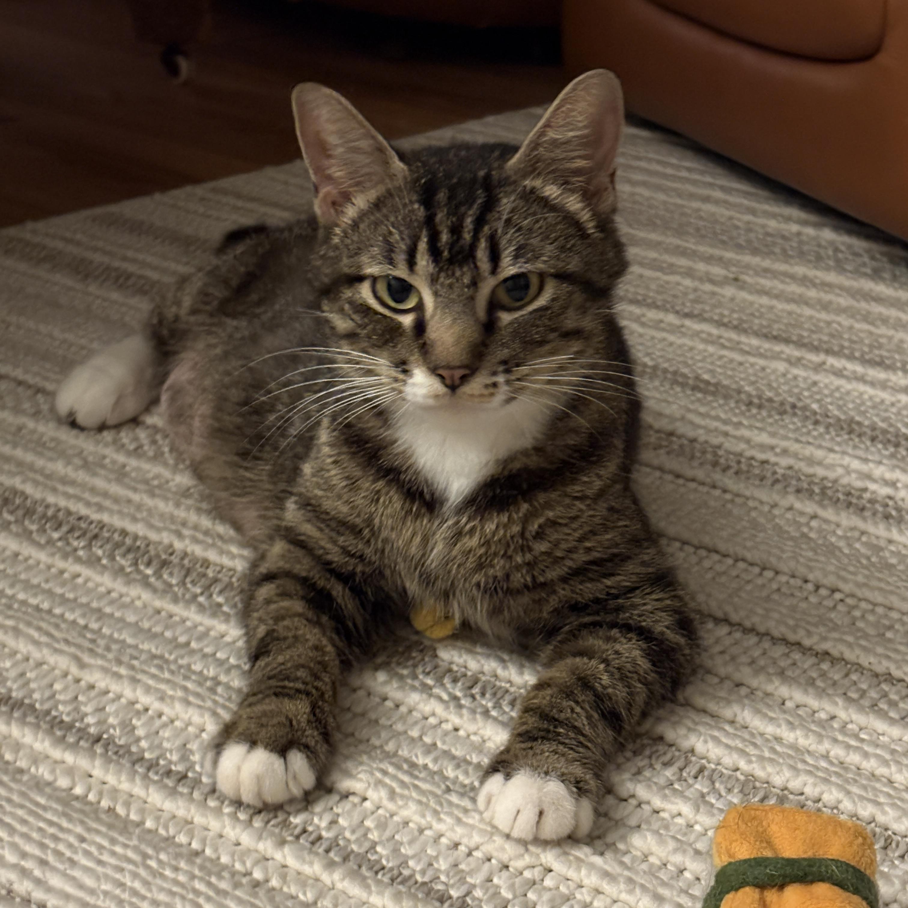 Queen Arizona, ADOPTABLE, Young Female Domestic Short Hair.