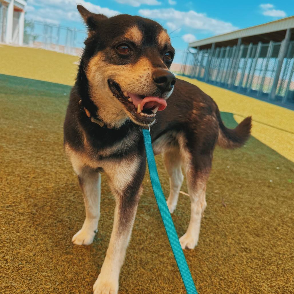 Andy, adopted, Adult Male Terrier & Chihuahua.