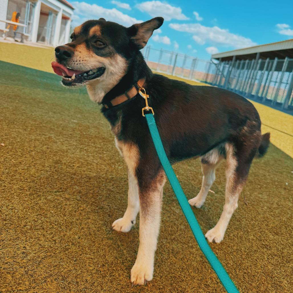 Enlarge Andy, an adopted mixed breed in Hays, KS image 5/6