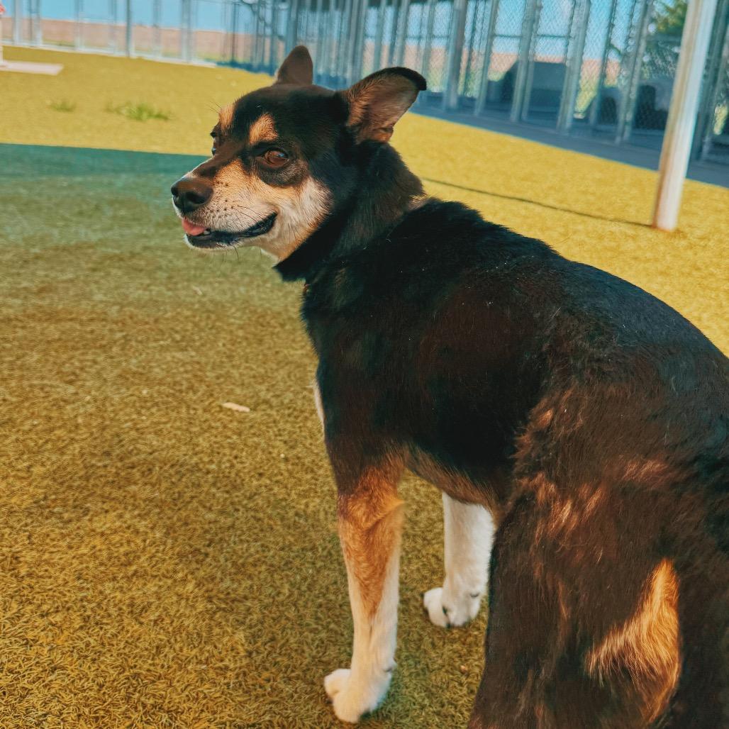 Enlarge Andy, an adopted mixed breed in Hays, KS image 3/6