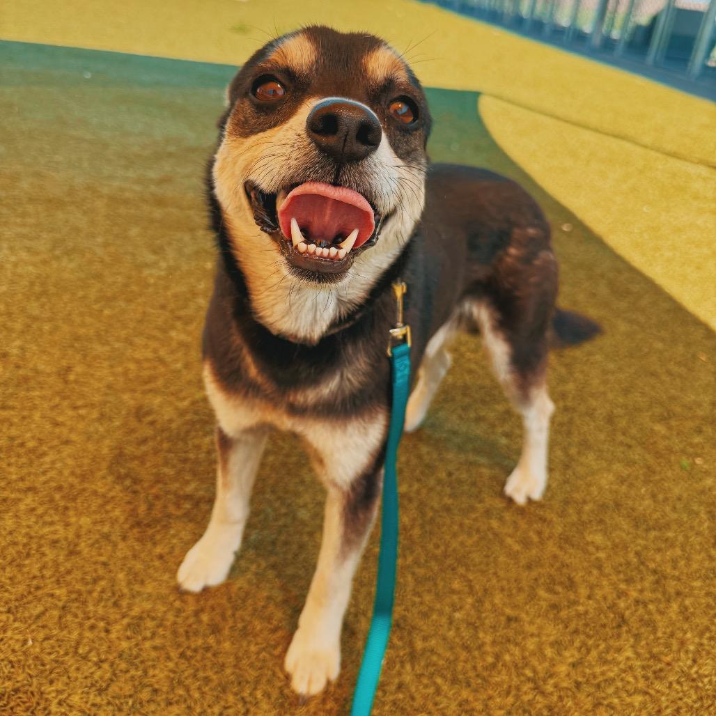 Enlarge Andy, an adopted mixed breed in Hays, KS image 2/6