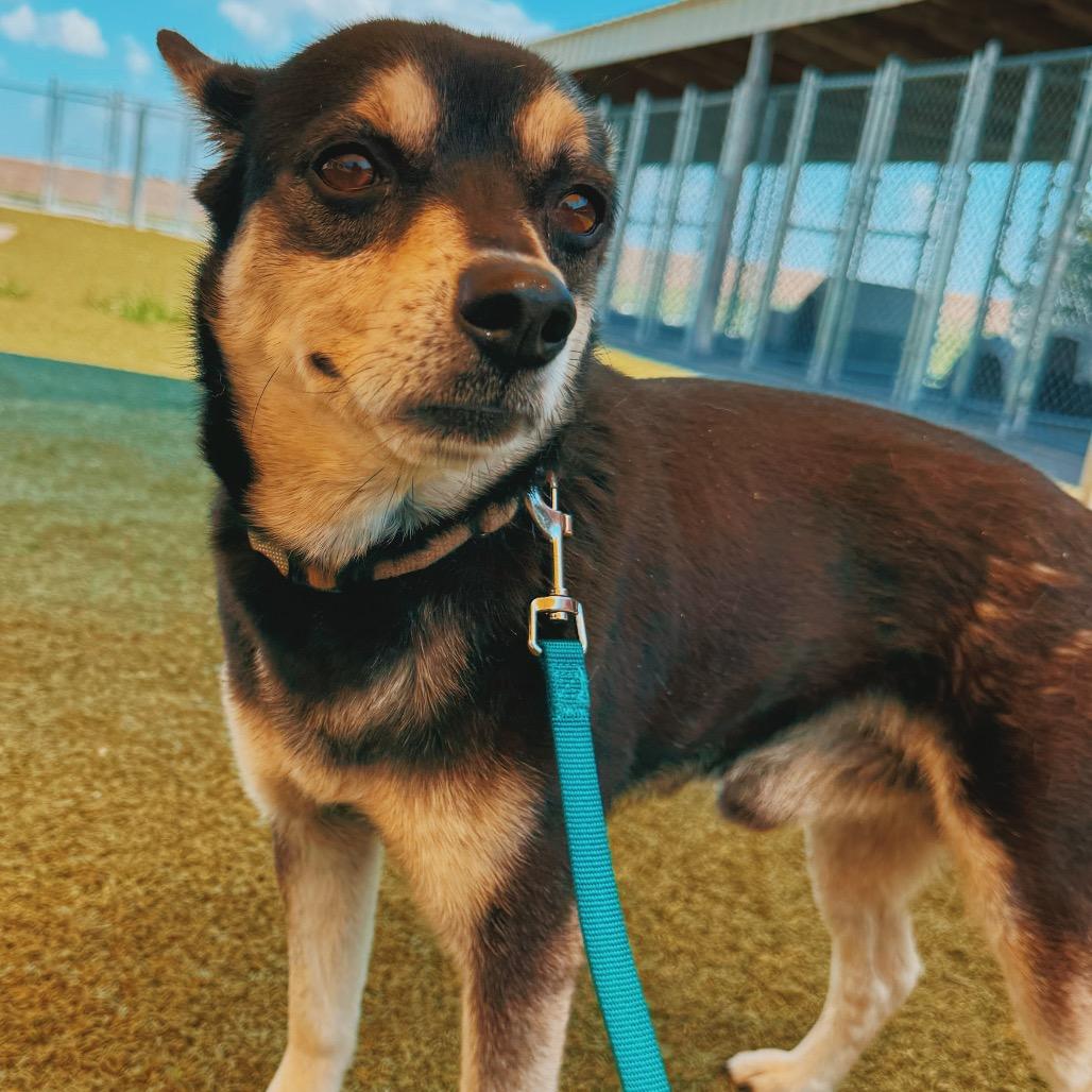 Enlarge Andy, an adopted mixed breed in Hays, KS image 6/6