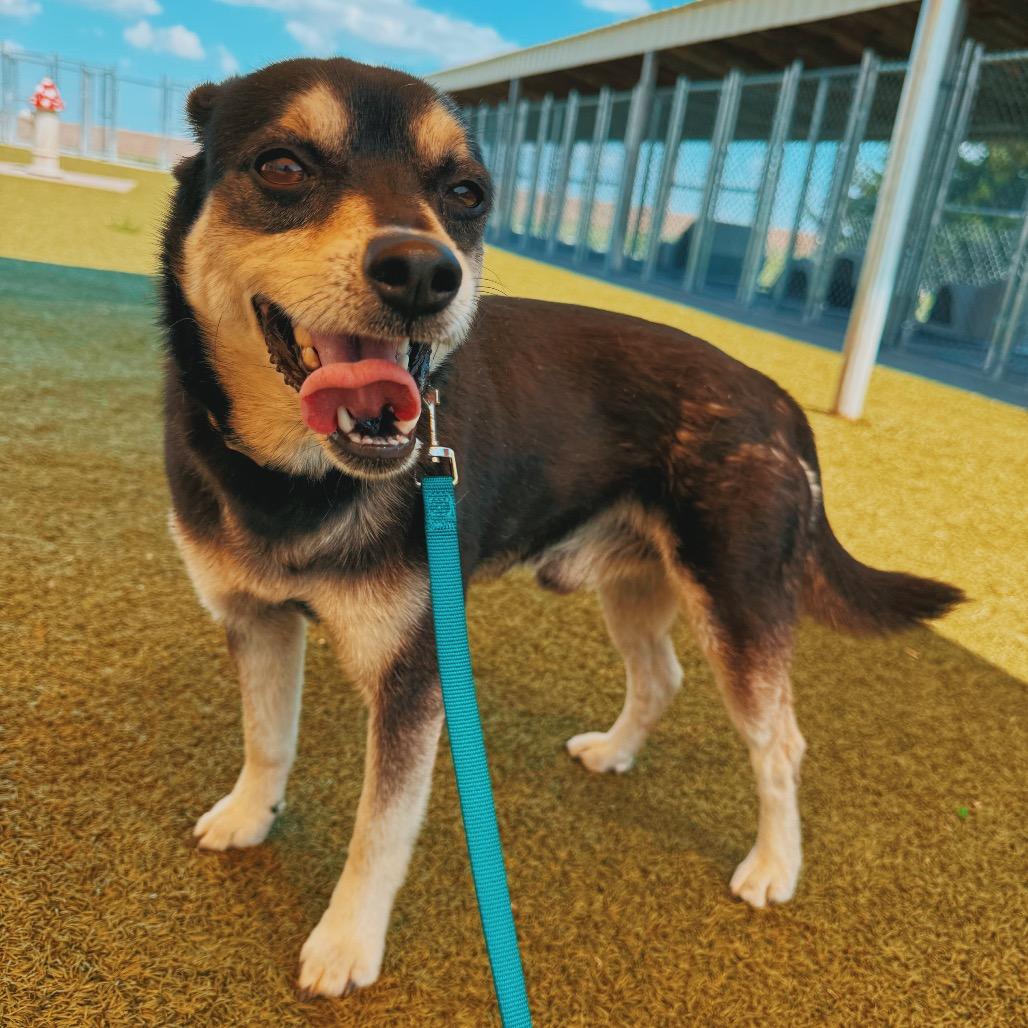Enlarge Andy, an adopted mixed breed in Hays, KS image 4/6