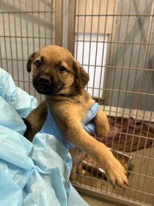 Enlarge Joker, a Adoptable mixed breed in Fresno, CA image 1/2