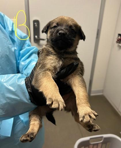 Enlarge Joker, a Adoptable mixed breed in Fresno, CA image 2/2