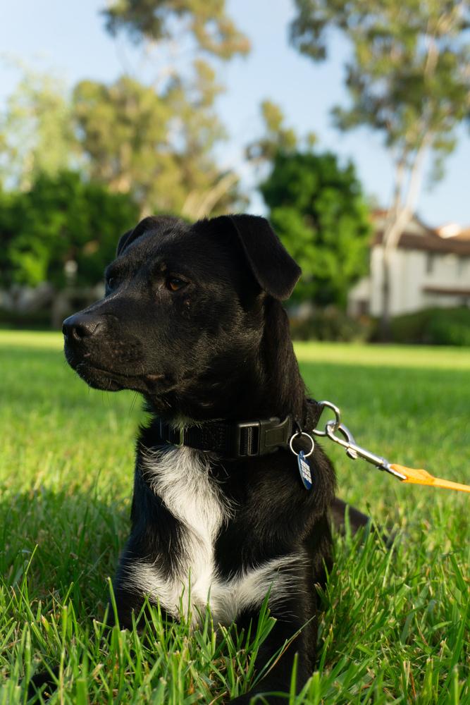 Josie, Adoptable, Puppy Male Labrador Retriever & Cattle Dog.
