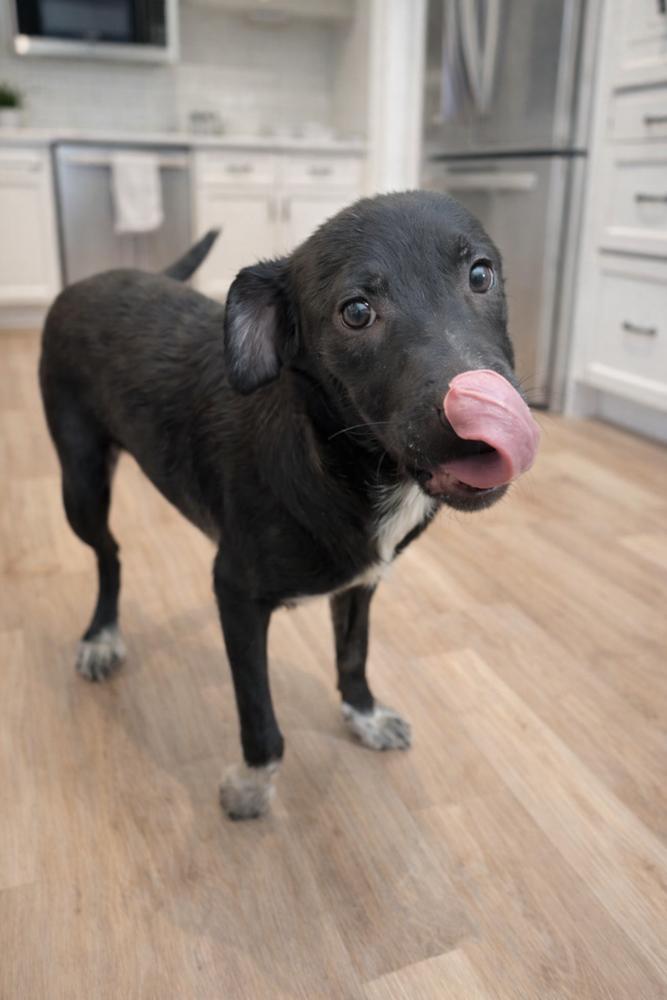 Enlarge Josie, a Adoptable mixed breed in Escondido, CA image 2/6