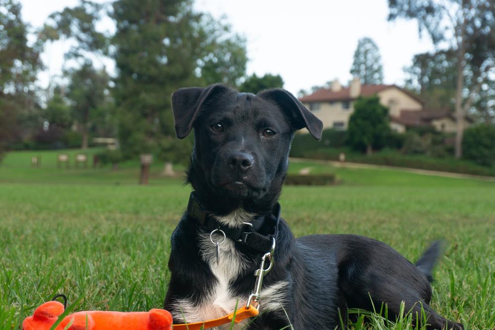 Enlarge Josie, a Adoptable mixed breed in Escondido, CA image 3/6