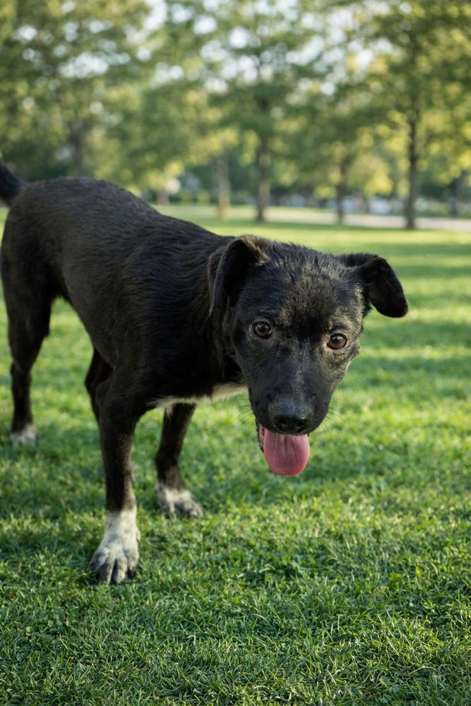Enlarge Josie, a Adoptable mixed breed in Escondido, CA image 4/6