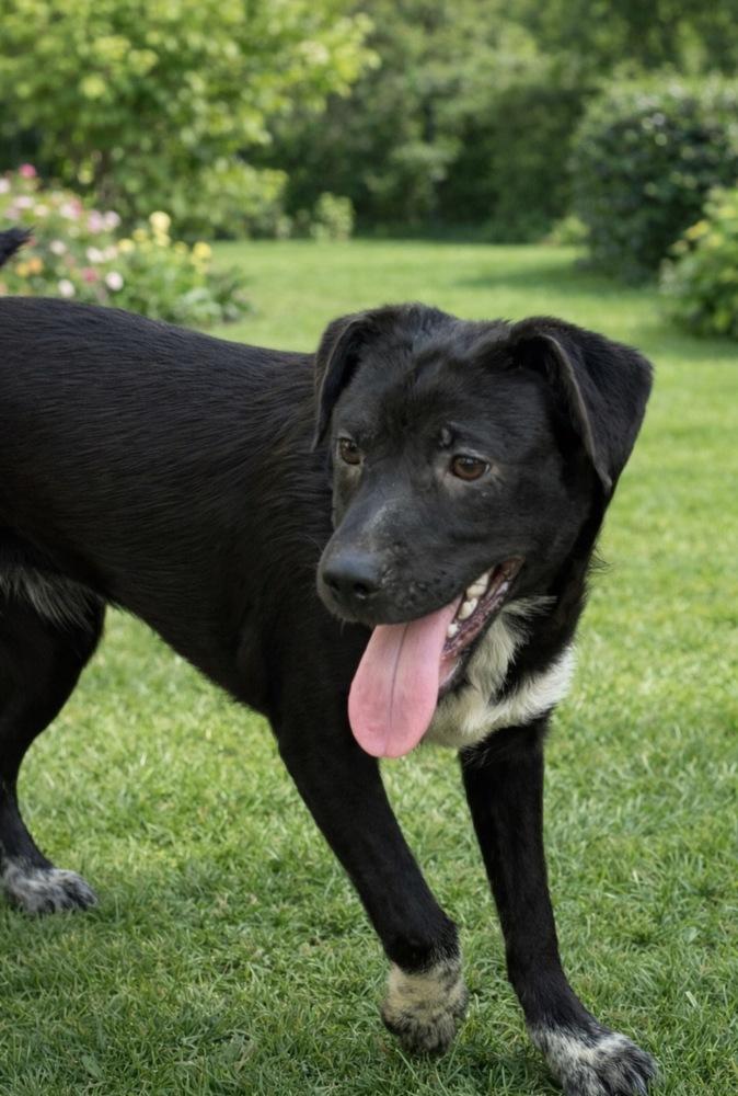 Enlarge Josie, a Adoptable mixed breed in Escondido, CA image 5/6