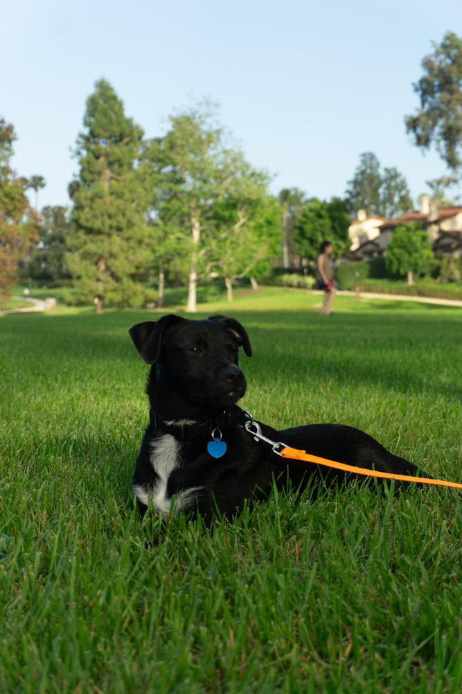 Enlarge Josie, a Adoptable mixed breed in Escondido, CA image 6/6