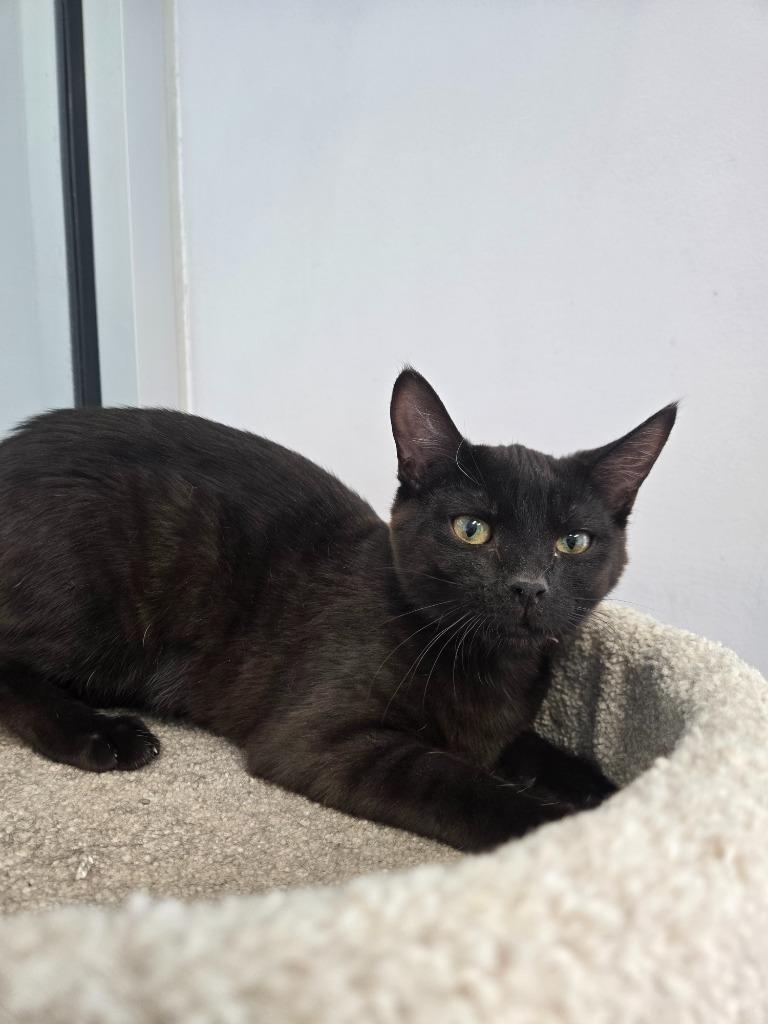 Peppermint, Adoptable, Kitten Female Domestic Short Hair.