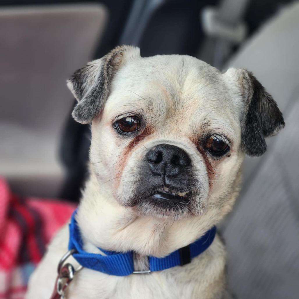 Dwight Schrute, Adoptable, Senior Male Pug.