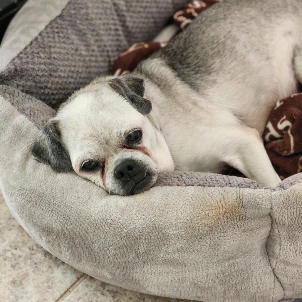 Enlarge Dwight Schrute, a Adoptable Pug in Raleigh, NC image 2/6