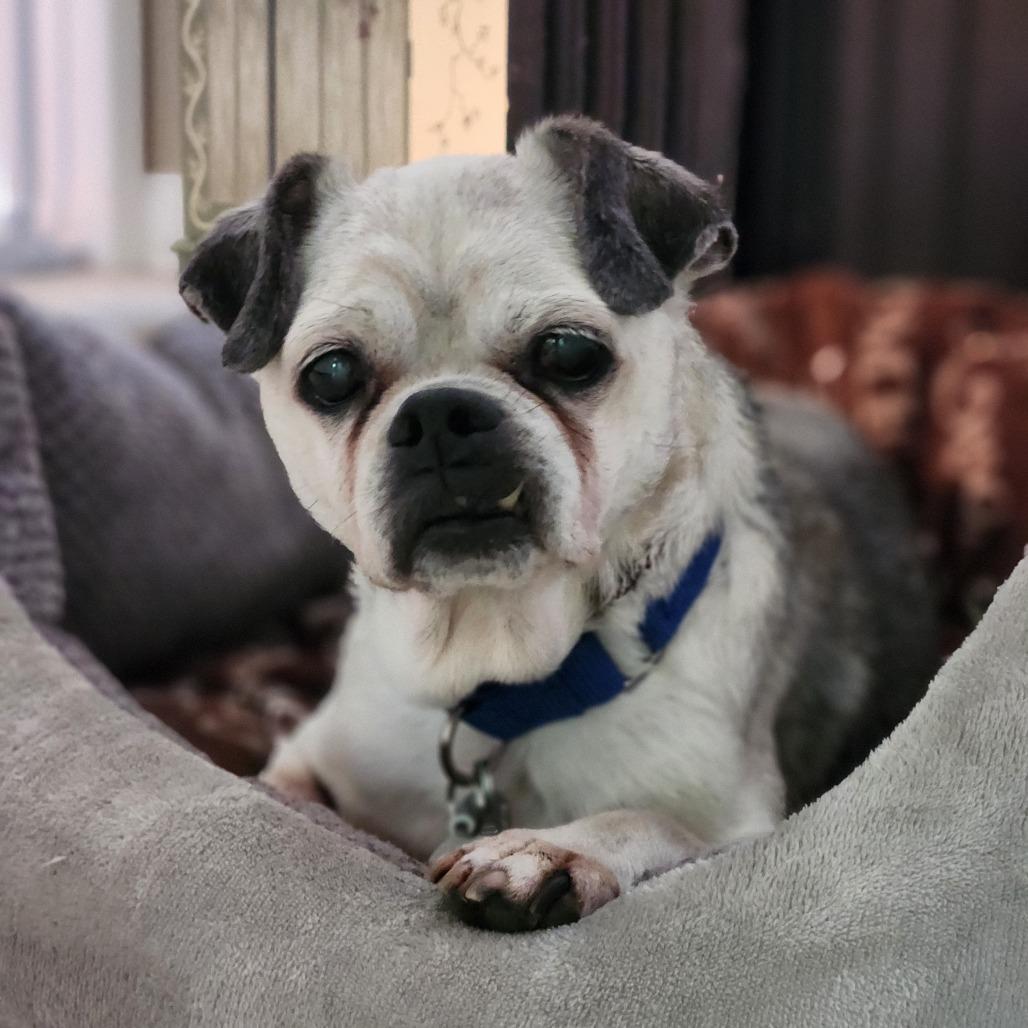 Enlarge Dwight Schrute, a Adoptable Pug in Raleigh, NC image 3/6