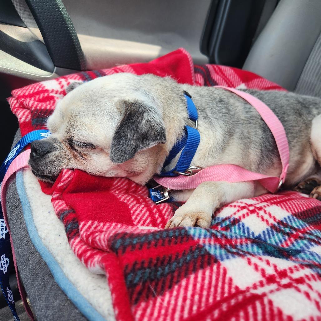 Enlarge Dwight Schrute, a Adoptable Pug in Raleigh, NC image 4/6