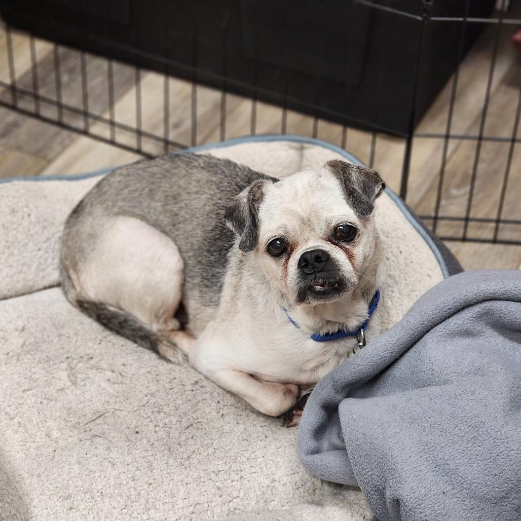 Enlarge Dwight Schrute, a Adoptable Pug in Raleigh, NC image 5/6