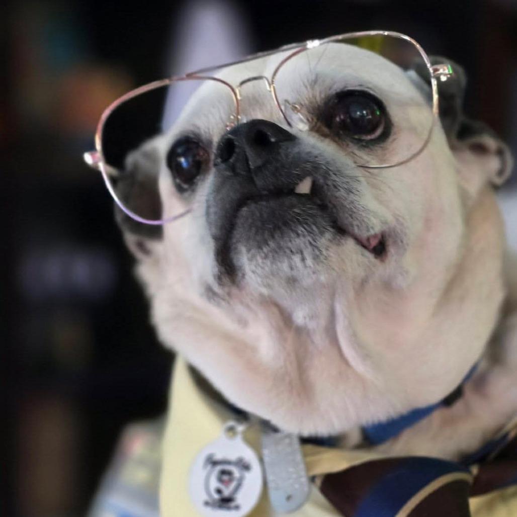 Enlarge Dwight Schrute, a Adoptable Pug in Raleigh, NC image 6/6