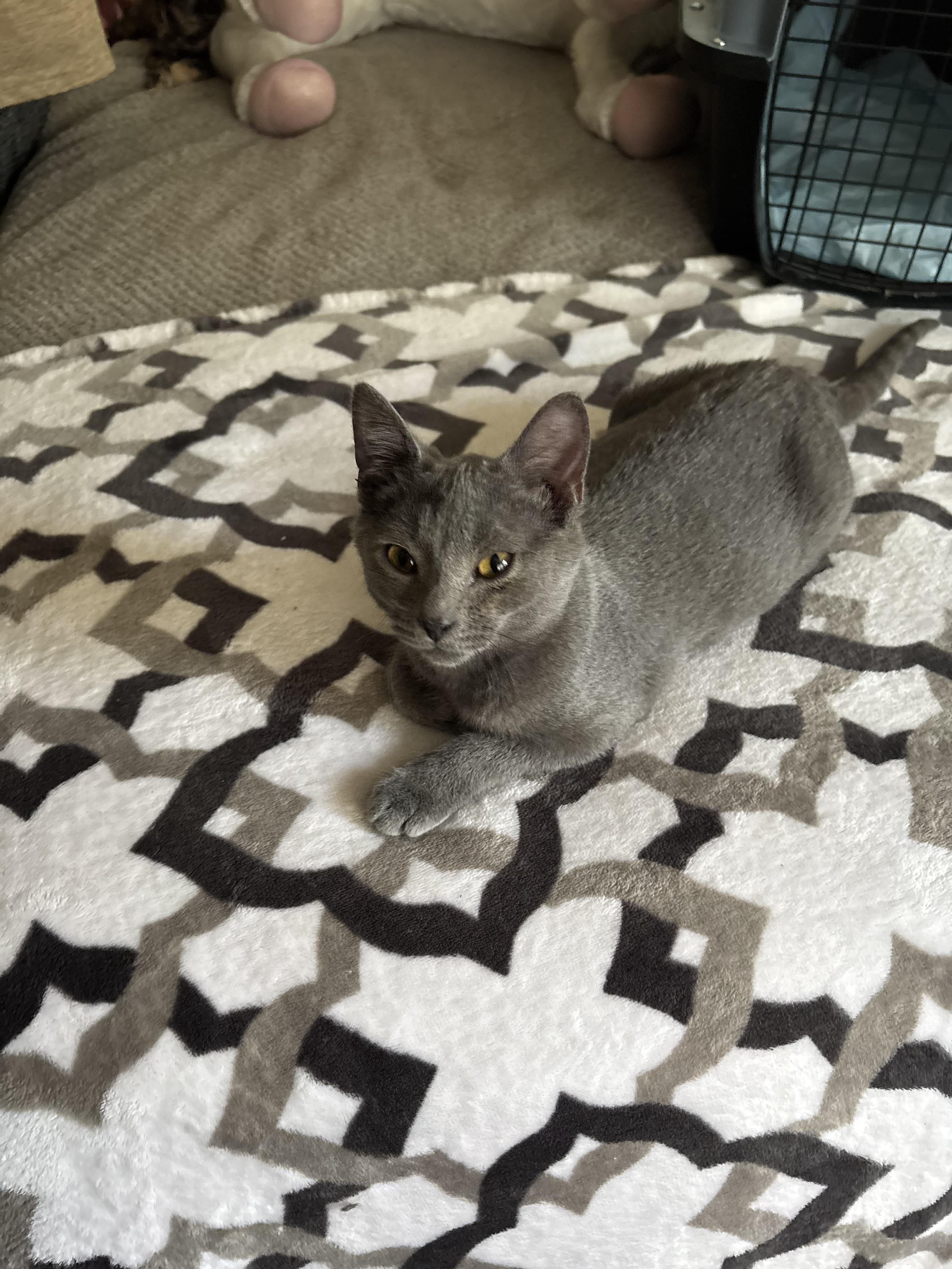 Snow Cap, Adoptable, Kitten Male Domestic Short Hair.