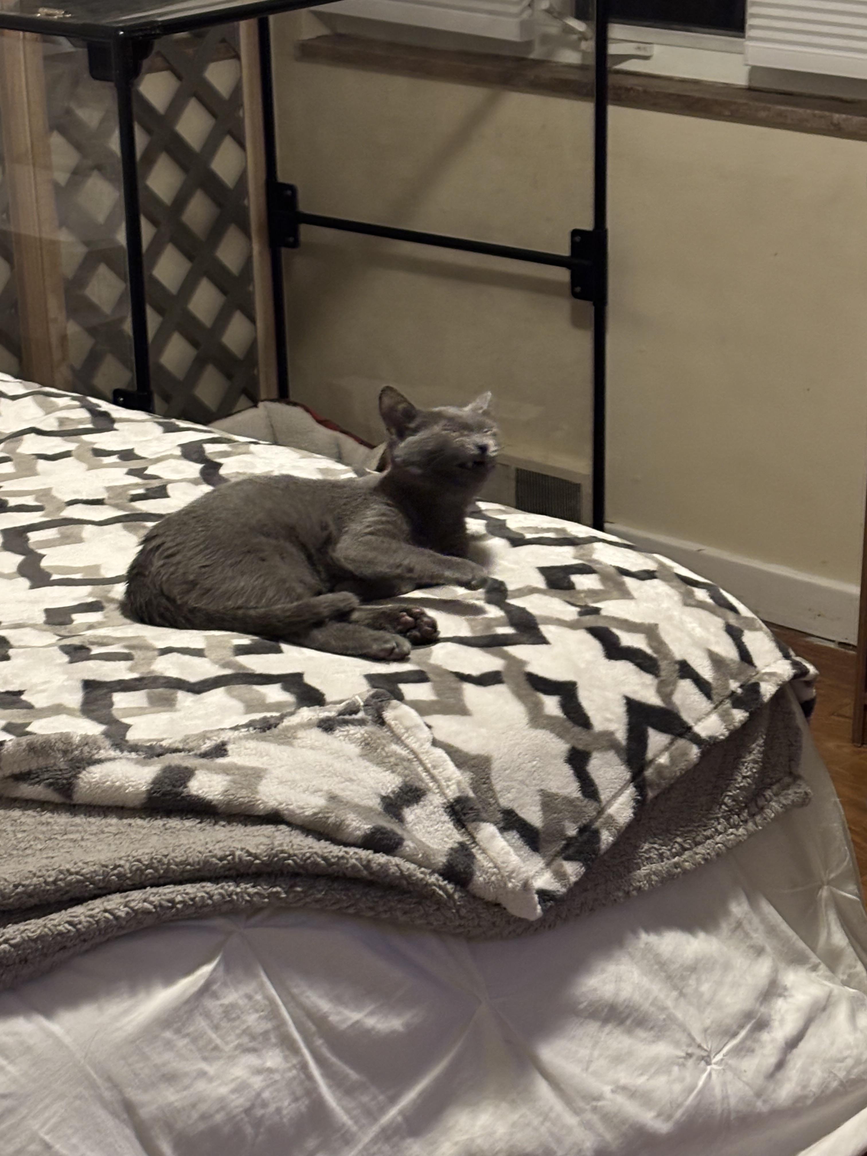 Enlarge Snow Cap, a Adoptable mixed breed in Bethel Park, PA image 2/3