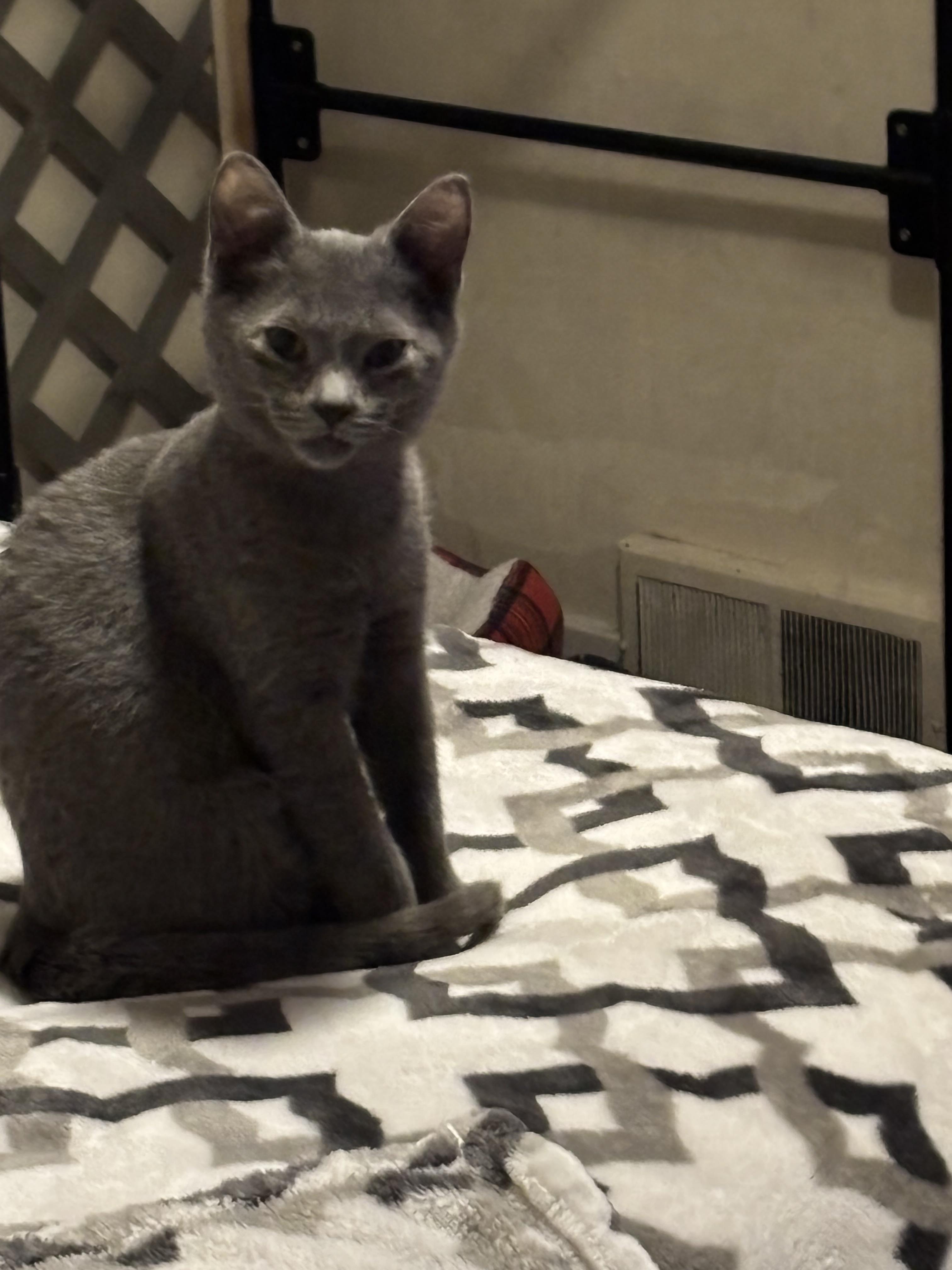 Enlarge Snow Cap, a Adoptable mixed breed in Bethel Park, PA image 3/3