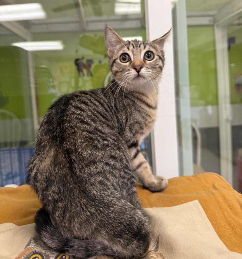 Enlarge Moe, a Adopted mixed breed in Lemoore, CA image 1/1