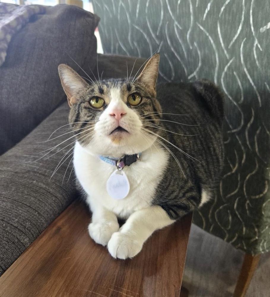 Ruby 5, Adoptable, Adult Female Domestic Short Hair.