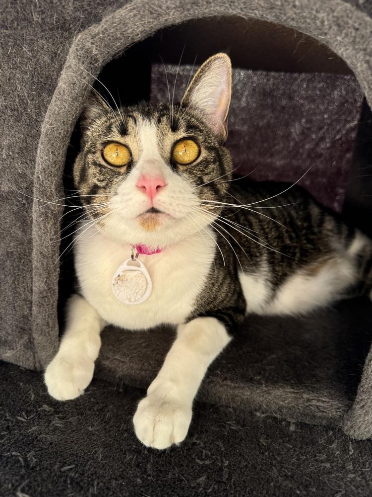 Ruby 5, Adoptable, Young Female Domestic Short Hair.